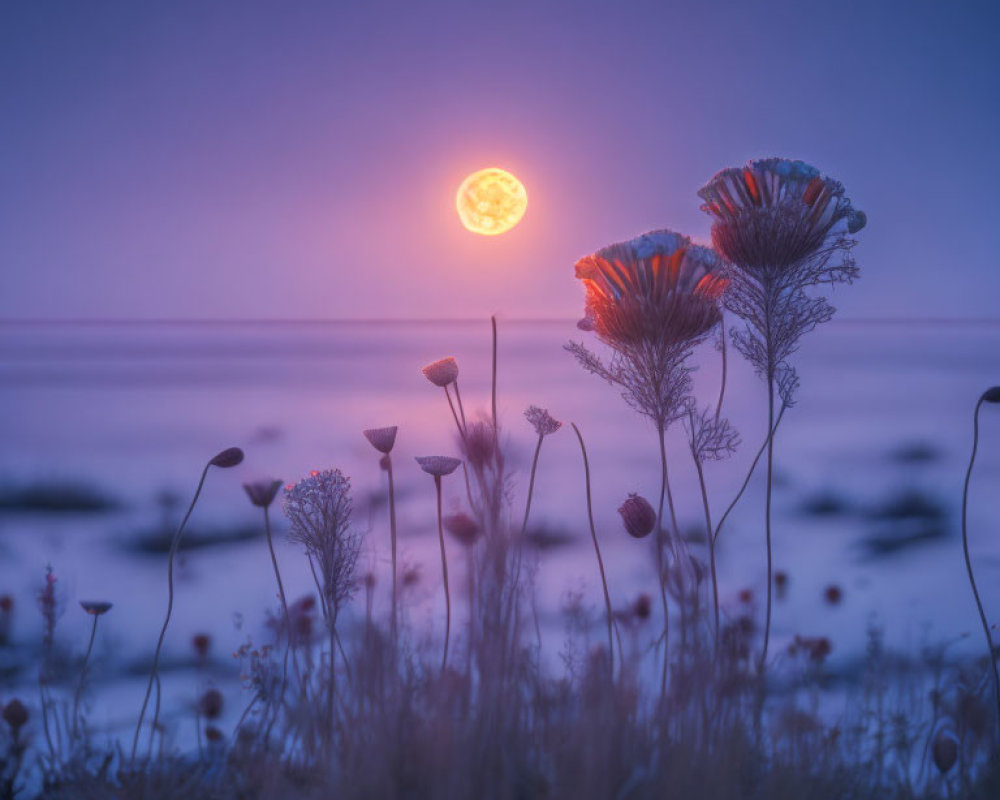 Wildflowers in Soft Focus Sunset Over Tranquil Sky