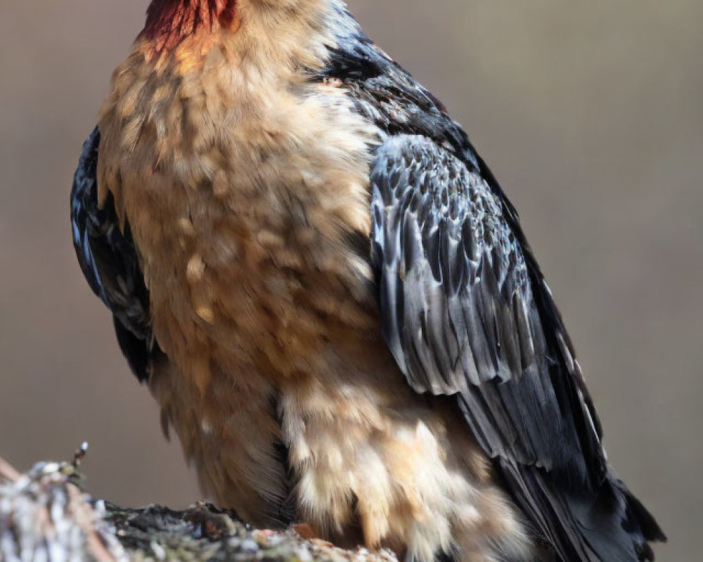Vibrant Bird with Orange Plumage and Blue Crest