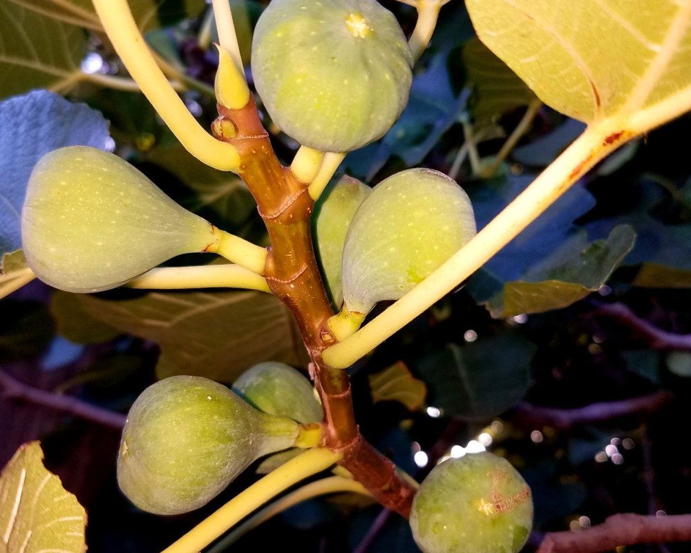 Figs at dusk Deep Dream Generator