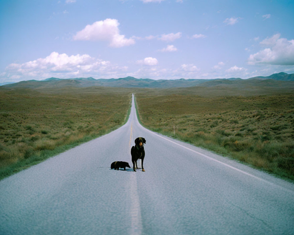Lonely dog on straight road in vast grasslands under blue sky.
