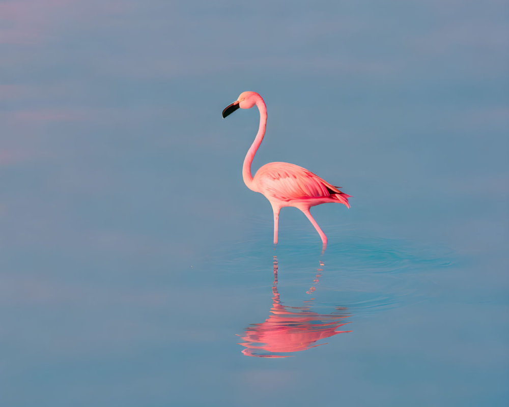 Pink flamingo standing in tranquil water with reflection under pastel sky