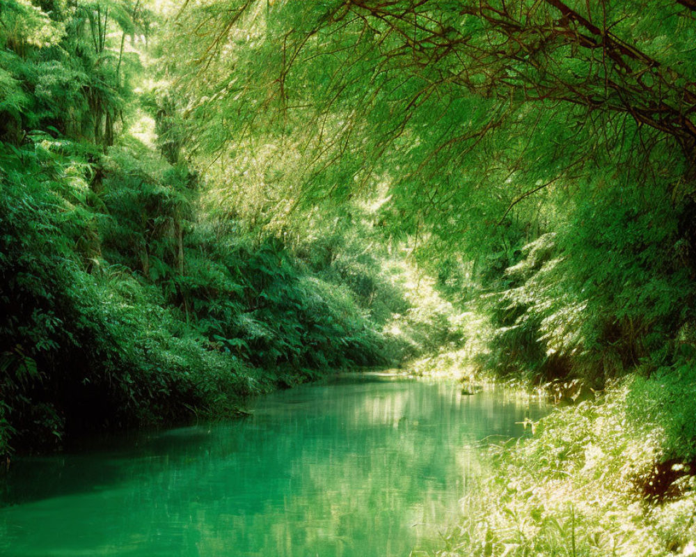Tranquil River Scene with Lush Greenery and Sunlight
