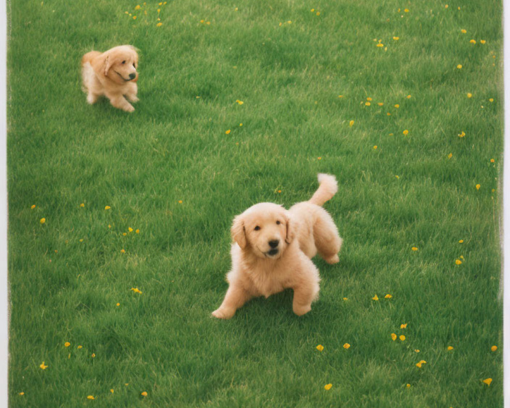 Three Playful Puppies on Green Lawn with Yellow Flowers