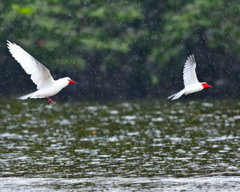 Two White Birds with Red Beaks Flying Over Water and Raindrops Amid Greenery