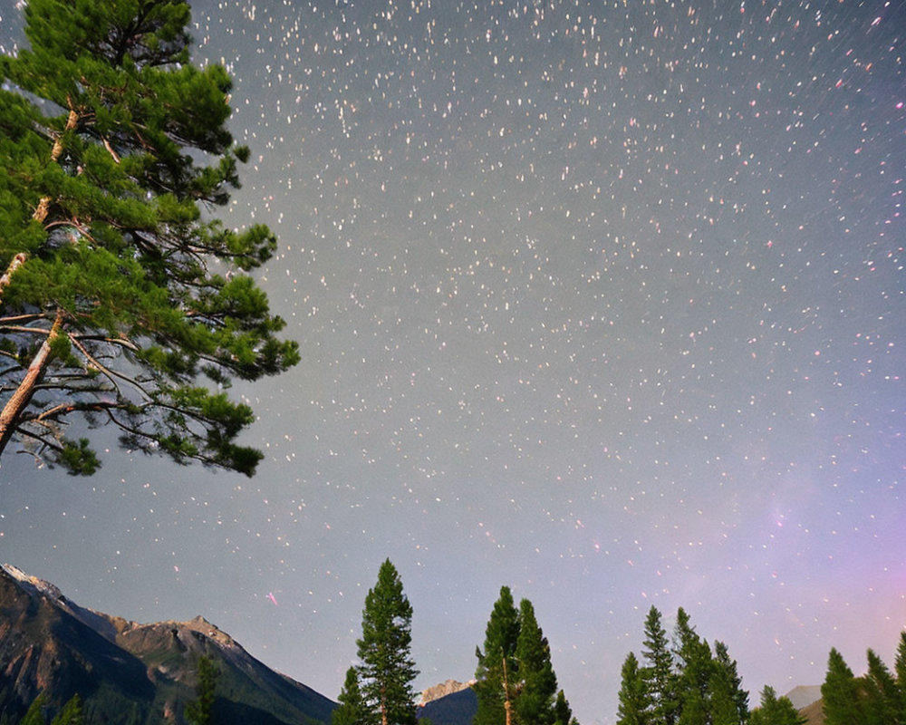 Starry night sky over pine trees and distant mountain.