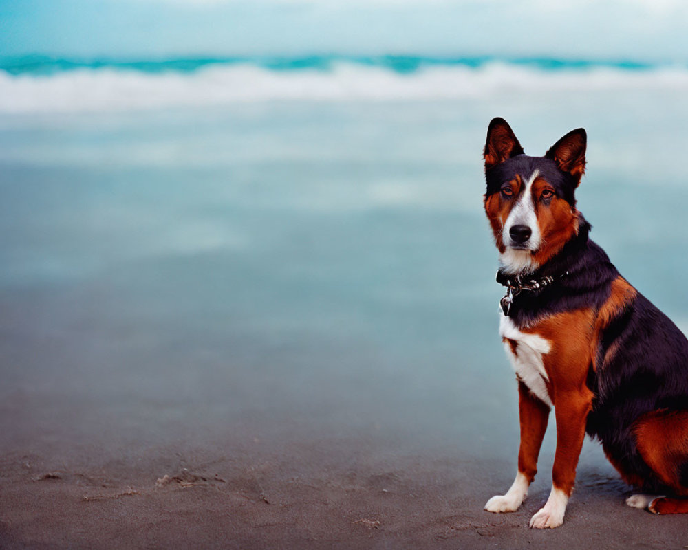 Tricolor Dog Sitting on Sandy Beach with Waves and Cloudy Sky