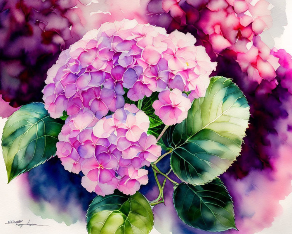 Vibrant hydrangea flowers in purple and pink hues with green leaves on blurred background