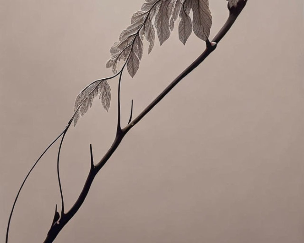 Sepia-Toned Photograph of Delicate Branch with Detailed Leaves