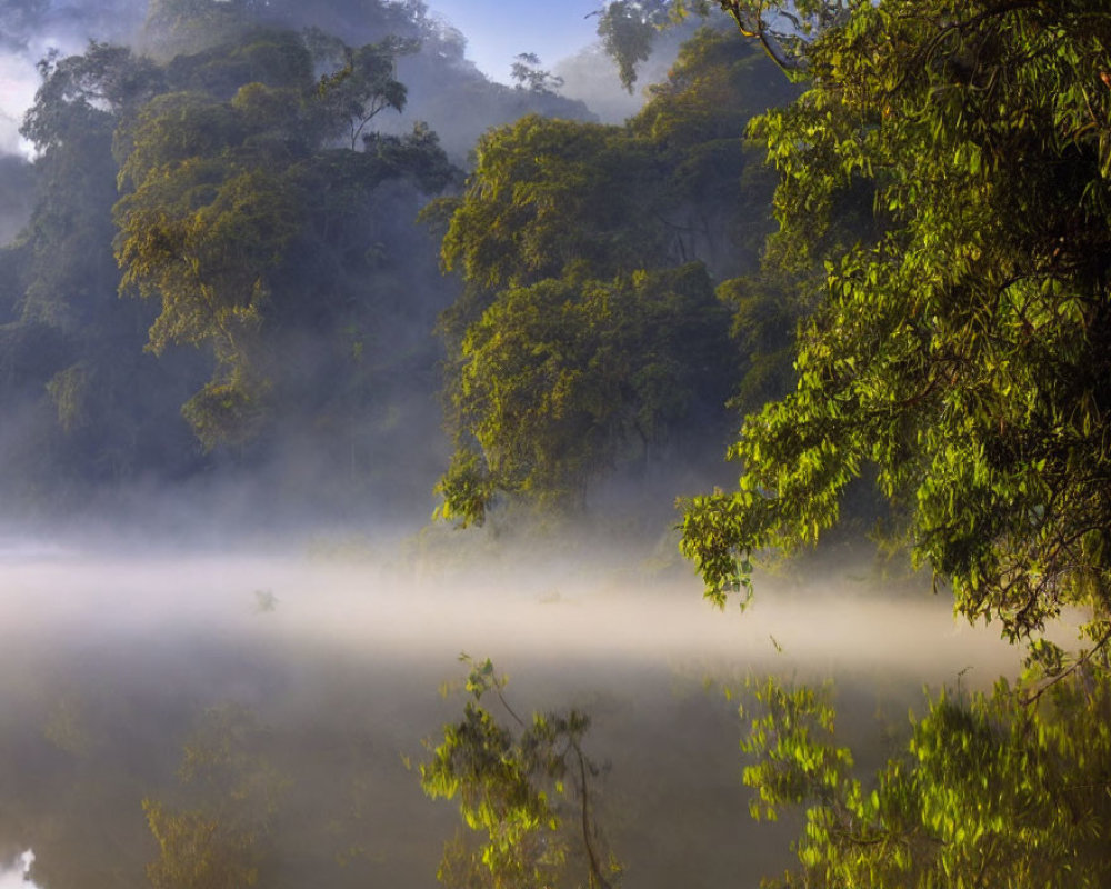 Tranquil forest scene with misty water and sunlight filtering through foliage