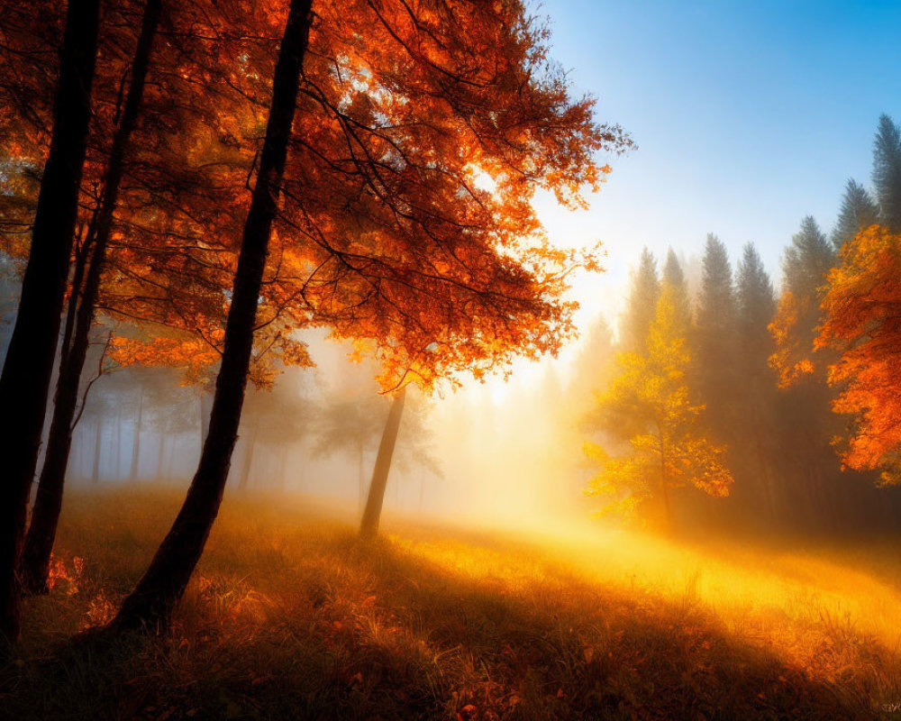 Autumn forest scene with golden light and vibrant foliage