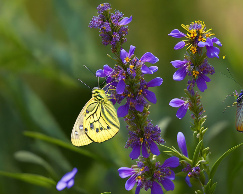 Two butterflies on purple flowers with soft green background