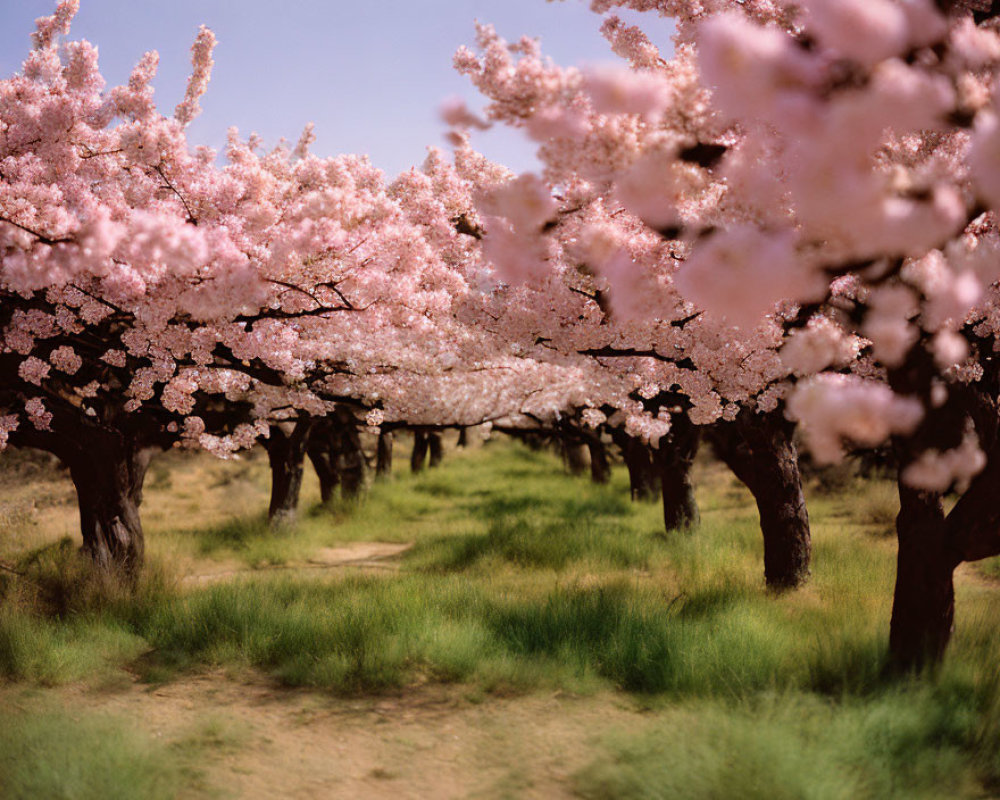 Tranquil Pathway with Pink Cherry Blossom Trees