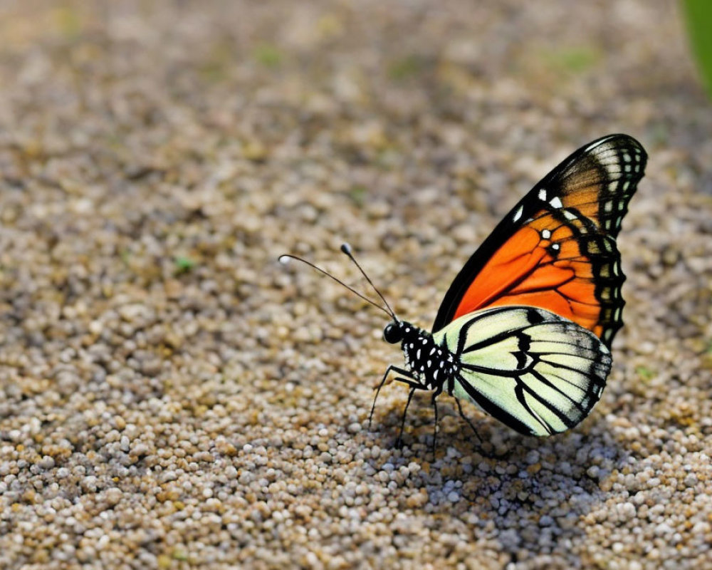 Colorful butterfly with white spots on pebbly surface, greenery in background