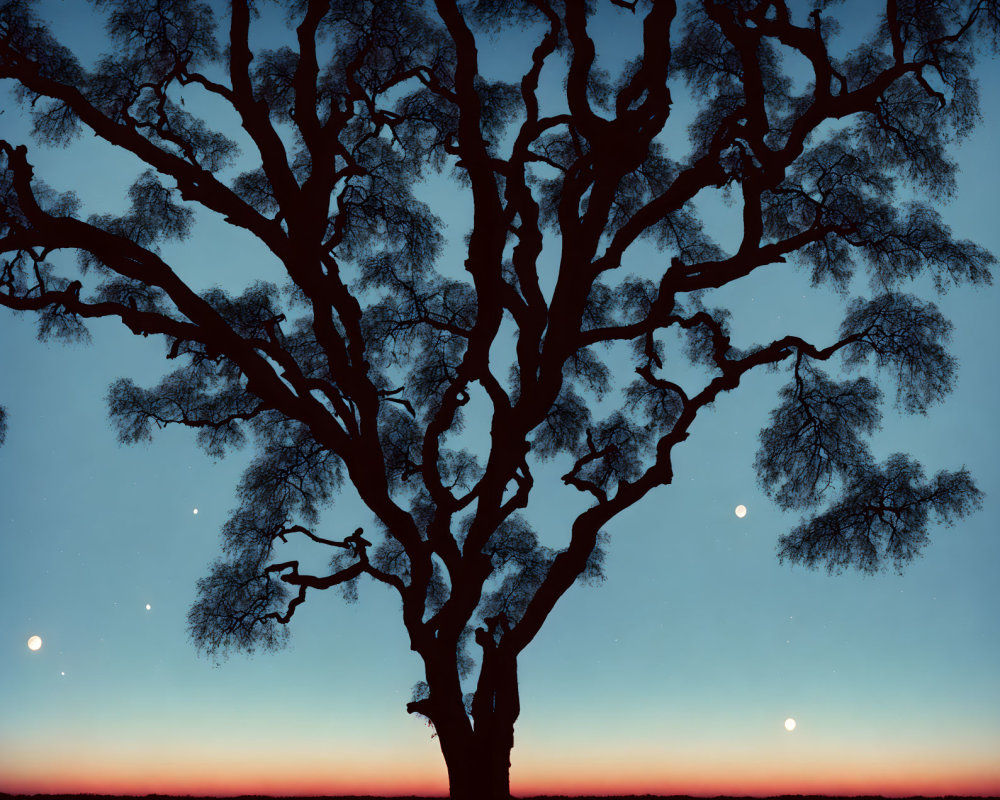 Twilight sky with silhouette of sprawling tree and stars.