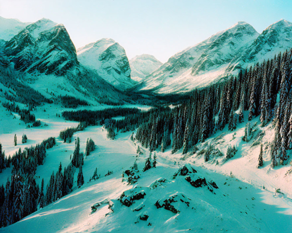 Snowy Mountain Valley with Dense Forests under Clear Blue Sky
