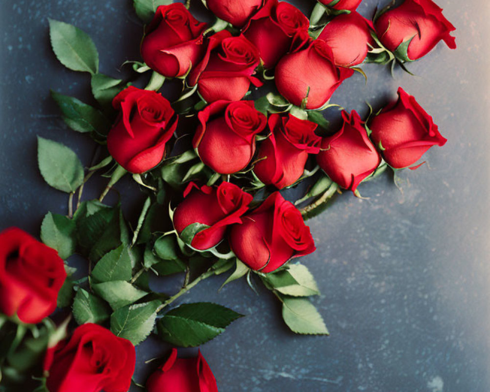 Vibrant red roses bouquet on dark blue textured background