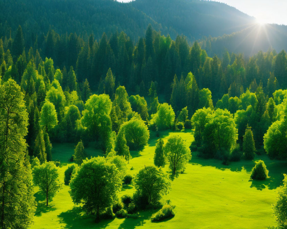 Lush green forest with sunlight filtering through branches