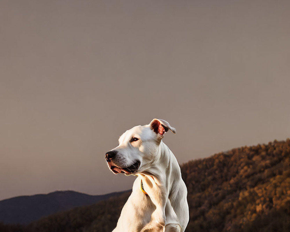 White Dog Sitting on Grass by Water at Twilight with Hills in Background