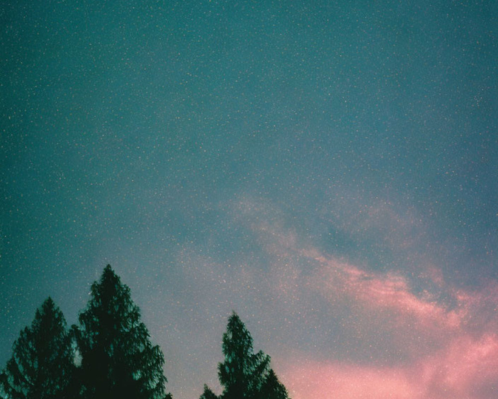 Twilight sky with stars above silhouettes of evergreen trees