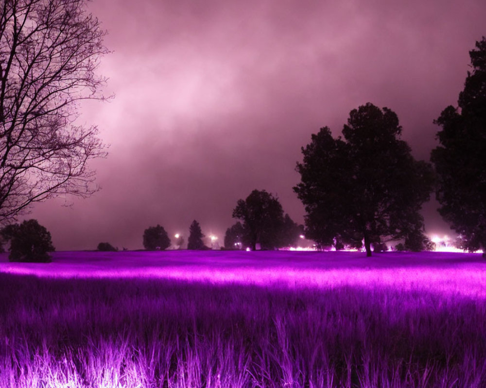 Purple-lit Night Field with Tree Silhouettes and Cloudy Sky