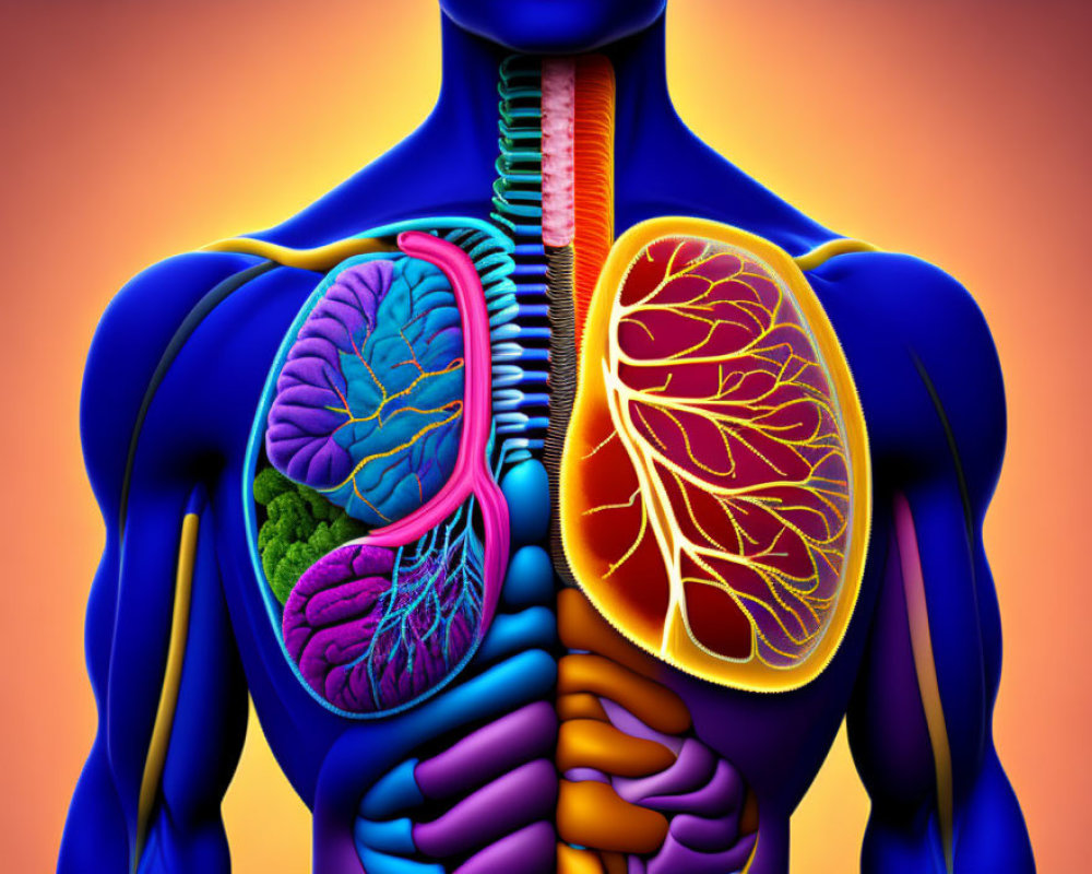 Detailed Human Thoracic Anatomy Illustration with Lungs, Trachea, Heart, Liver, S