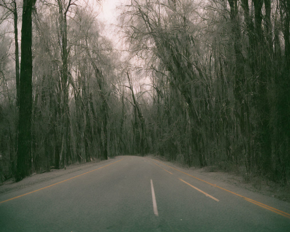 Desolate Road Flanked by Bare Trees Under Overcast Sky