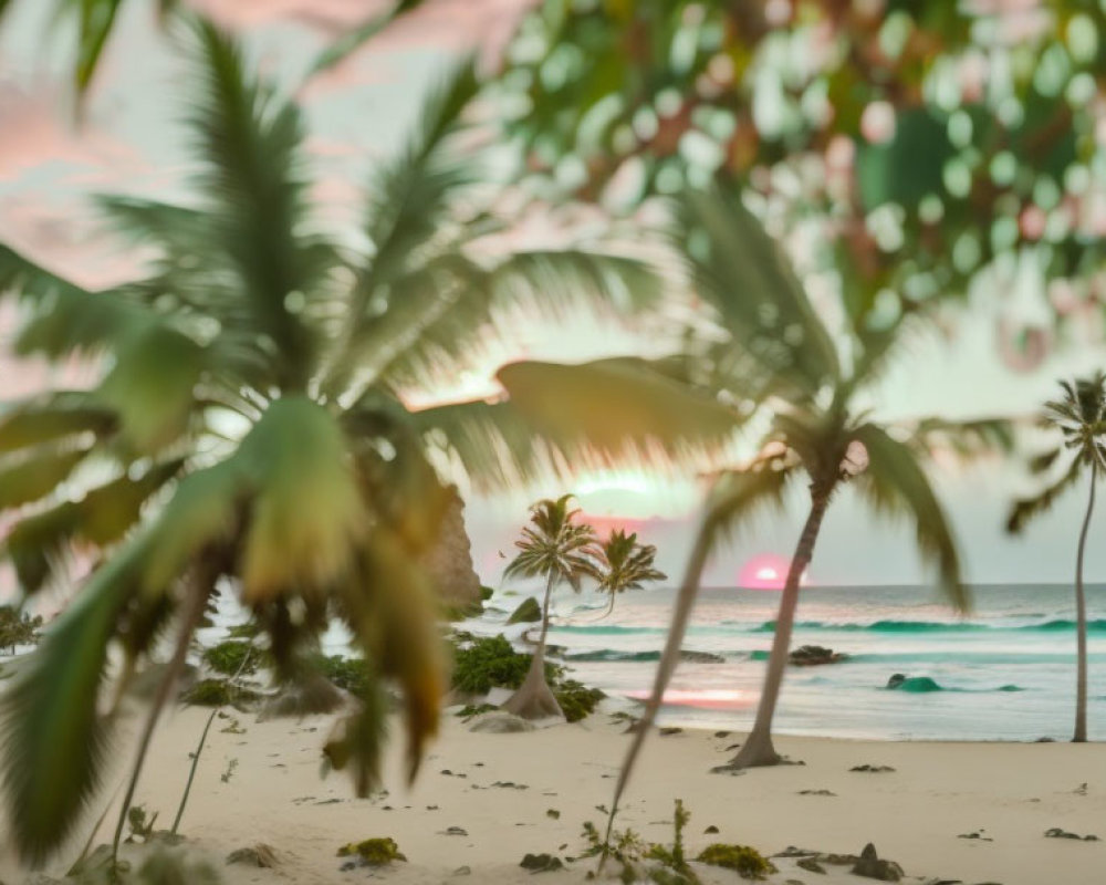 Tropical sunset beach scene with palm trees and blurred foliage.