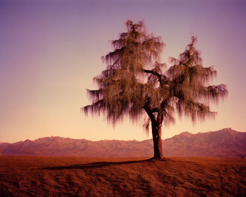 Solitary tree with wispy foliage on plain with distant mountains at twilight