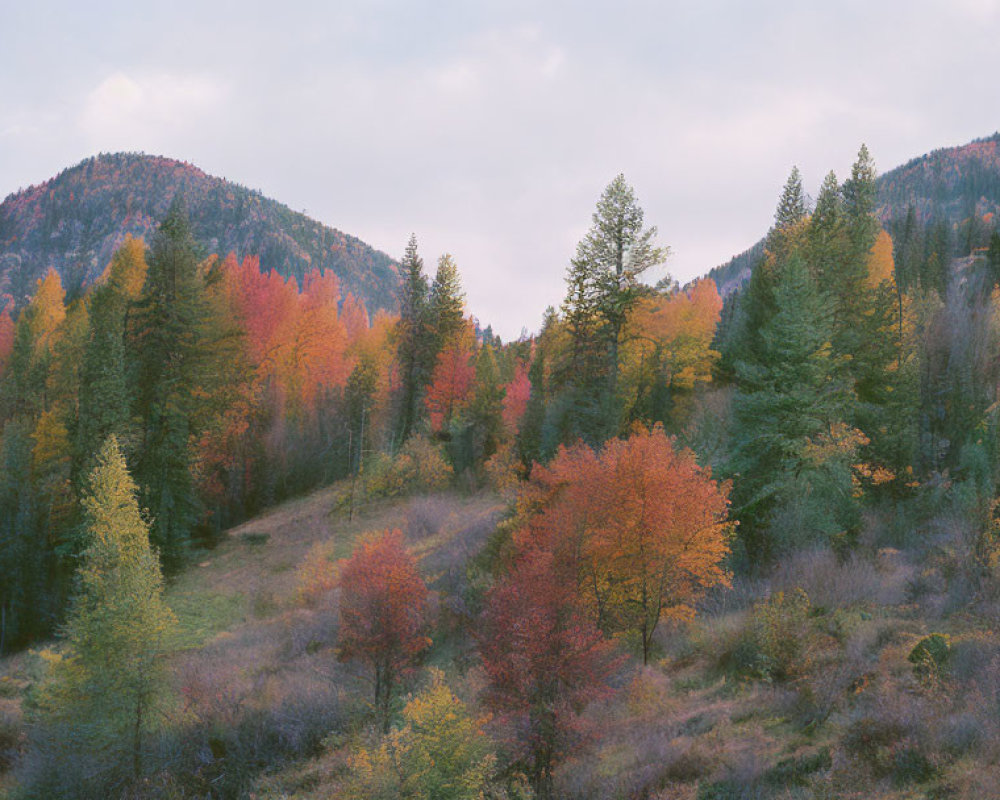 Autumn forest landscape with colorful trees and rolling hills