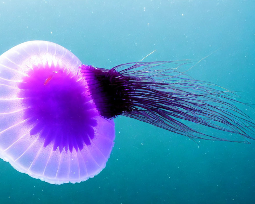 Purple jellyfish with long tentacles in blue-green waters among tiny fish