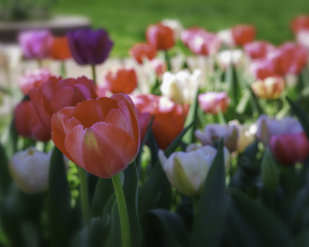 Group of Flower Arrangements Deep Dream Generator